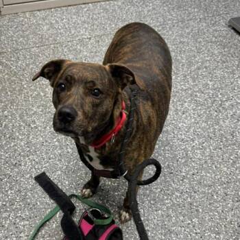 Charlotte -  Hound and Mixed Breed Dog for Adoption in Parkersburg, West Virginia - Charlotte | PetCurious