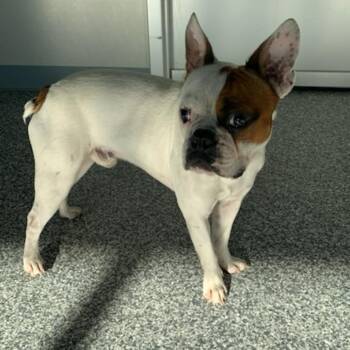 Cronut -  Boston Terrier and French Bulldog Dog for Adoption in Nashville, Tennessee - Cronut | PetCurious