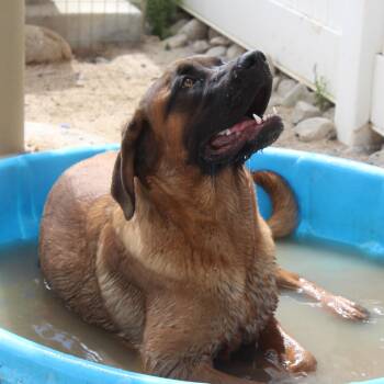 Nova -  Mastiff Dog for Adoption in Yucca Valley, California - Nova | PetCurious