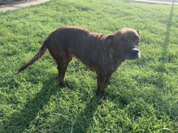 Rescue Hound and Mixed Breed Dogs for Adoption in Grand Prairie, Texas - MASTER SPLINTER | PetCurious