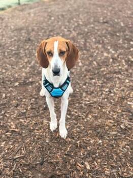 ELLIE -  Treeing Walker Coonhound Dog for Adoption in Charlotte, North Carolina - ELLIE | PetCurious