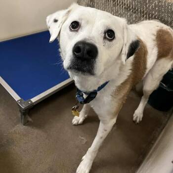 Rescue Australian Shepherd and Labrador Retriever Dogs for Adoption in Stephenville, Texas - Lily | PetCurious