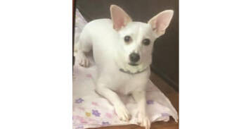 Rescue Chihuahua Dogs for Adoption in New York, New York - Jace (GA) | PetCurious