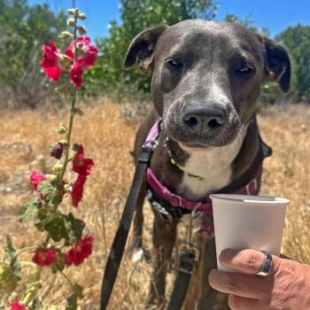 Anna -  Mixed Breed Dog for Adoption in Murray, Utah - Anna | PetCurious