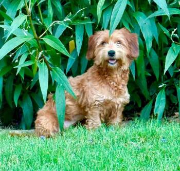 Tessa -  Wheaten Terrier and Poodle Dog for Adoption in Rockwall, Texas - Tessa | PetCurious