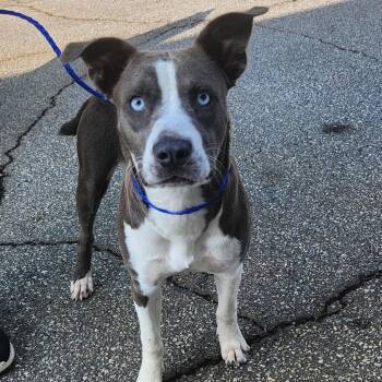 Esther -  Pit Bull Terrier Dog for Adoption in Mocksville, North Carolina - Esther | PetCurious