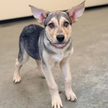 Croque Madame -  Husky and Mixed Breed Dog for Adoption in Champaign, Illinois - Croque Madame | PetCurious