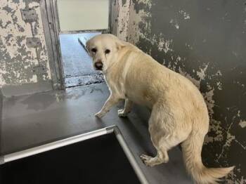 Retriever and Mixed Breed Dogs Available for Adoption in Blue Ridge, Georgia - Annie | PetCurious