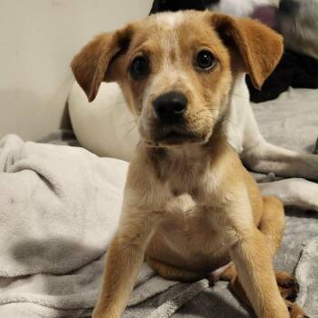 Rockwell -  Mixed Breed Dog for Adoption in Buffalo, Minnesota - Rockwell | PetCurious