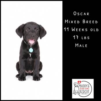 Oscar -  Mixed Breed Dog for Adoption - Oscar | PetCurious