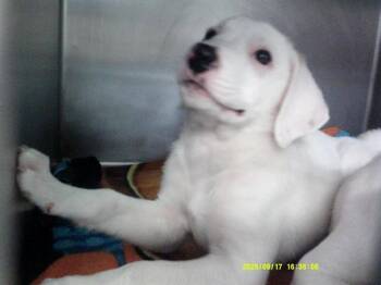 A480843 -  Pit Bull Terrier Dog for Adoption in Oklahoma City, Oklahoma - A480843 | PetCurious