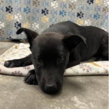 Black Labrador Retriever and German Shepherd Dog Dogs Available for Adoption in Cedarburg, Wisconsin - Zoey | PetCurious