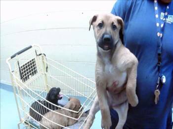 SUSAN IN ACCOUNTING -  German Shepherd Dog and Mixed Breed Dog for Adoption in Tulsa, Oklahoma - SUSAN IN ACCOUNTING | PetCurious