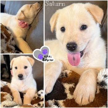 Saturn - Planet Litter -  Mixed Breed Dog for Adoption in Kenai, Alaska - Saturn - Planet Litter | PetCurious