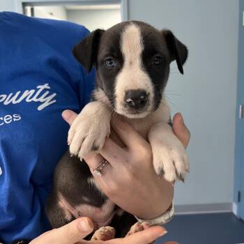 Esmeralda -  Mixed Breed Dog for Adoption in Greensboro, North Carolina - Esmeralda | PetCurious