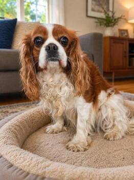 Cavalier King Charles Spaniel Dogs Available for Adoption - Lola | PetCurious