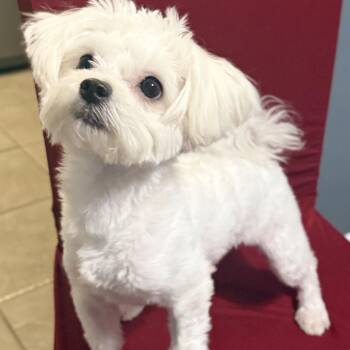 Maltese Dogs Available for Adoption - Belle-Licious | PetCurious