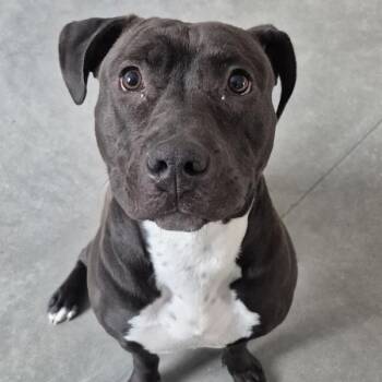 Pit Bull Terrier Dogs Available for Adoption in Des Moines, Iowa - Amara | PetCurious