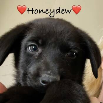 Honeydew -  Black Labrador Retriever Dog for Adoption in Eagle, Idaho - Honeydew | PetCurious