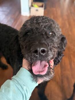 Dudley -  Standard Poodle and Labrador Retriever Dog for Adoption in Salisbury, Maryland - Dudley | PetCurious