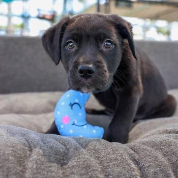 Mixed Breed Dogs Available for Adoption in Bradenton, Florida - Roger | PetCurious