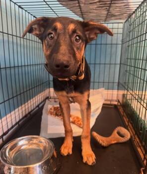 German Shepherd Dog Dogs Available for Adoption - Tan - Female | PetCurious