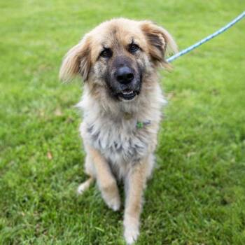 Leonberger Dogs Available for Adoption in Dublin, California - Leona | PetCurious
