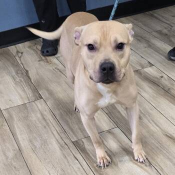 Scrappy Doo -  Pit Bull Terrier Dog for Adoption in Newark, New Jersey - Scrappy Doo | PetCurious