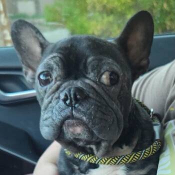 Fendi OS NV -  French Bulldog Dog for Adoption in Las Vegas, Nevada - Fendi OS NV | PetCurious