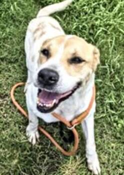 SUMMER -  Staffordshire Bull Terrier and Mixed Breed Dog for Adoption in Houston, Texas - SUMMER | PetCurious