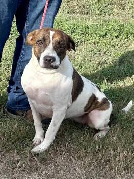 Louise -  Mixed Breed Dog for Adoption in Edna, Texas - Louise | PetCurious