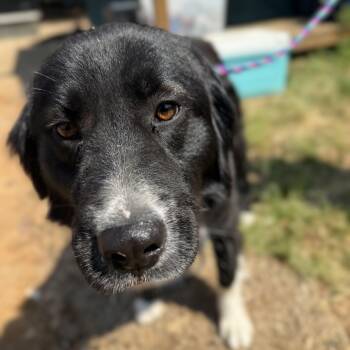 Border Collie Dogs Available for Adoption in Columbia, South Carolina - Banjo | PetCurious