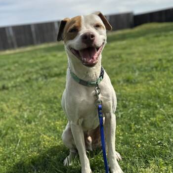 Gunner -  Pointer and Hound Dog for Adoption in Chico, California - Gunner | PetCurious