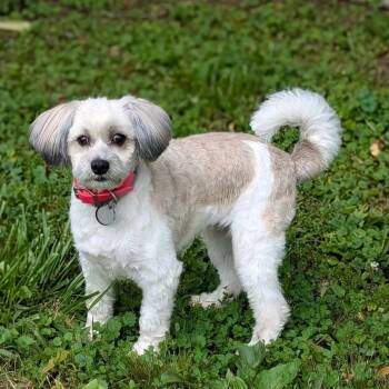 Rescue Shih Tzu Dogs for Adoption in Shinnston, West Virginia - Suzie Q | PetCurious