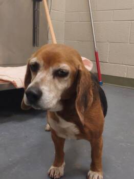 Beagle Dogs Available for Adoption - 2026-01-164 *Sible* | PetCurious