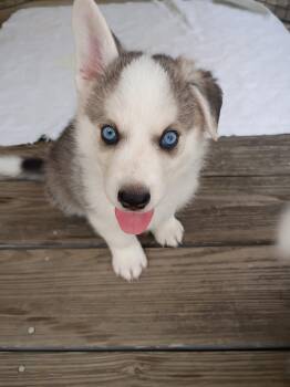 Biscuit -  Husky Dog for Adoption in Leicester, Massachusetts - Biscuit | PetCurious