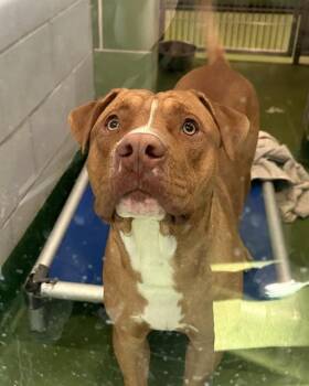 Rescue Mixed Breed Dogs for Adoption in Dallas, Texas - SCOOBY | PetCurious