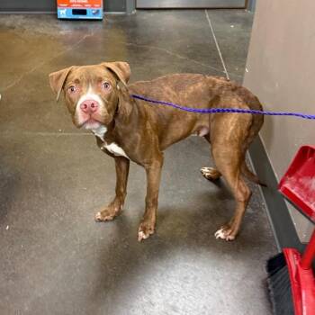Cross -  Mixed Breed Dog for Adoption in Norman, Oklahoma - Cross | PetCurious