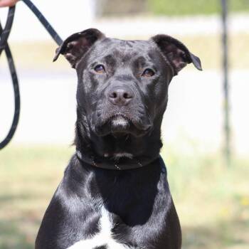 Catahoula Leopard Dog Dogs Available for Adoption in Columbia, South Carolina - Landscaper | PetCurious