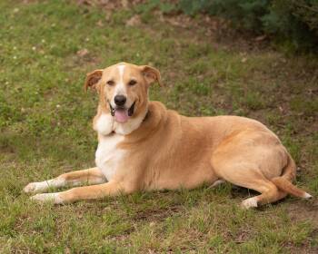 SWEETIE -  Labrador Retriever and Carolina Dog Dog for Adoption in Southaven, Mississippi - SWEETIE | PetCurious