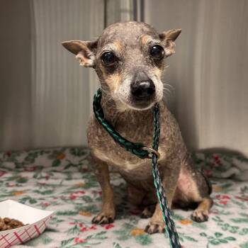 Buddy Boy -  Mixed Breed Dog for Adoption in Greenville, South Carolina - Buddy Boy | PetCurious