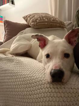 American Staffordshire Terrier and Pit Bull Terrier Dogs Available for Adoption in Indian Springs Village, Alabama - Ritz | PetCurious