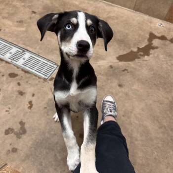 Cherry -  Mixed Breed Dog for Adoption in Spokane, Washington - Cherry | PetCurious