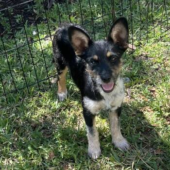Terrier and Mixed Breed Dogs Available for Adoption in Loxahatchee Groves, Florida - Morgan | PetCurious