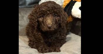 Aussiedoodle and Labrador Retriever Dogs Available for Adoption in Milton, Georgia - NAOMI | PetCurious