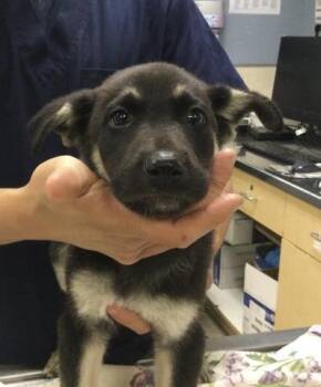 German Shepherd Dog and Siberian Husky Dogs Available for Adoption in Riverside, California - BAMM BAMM | PetCurious