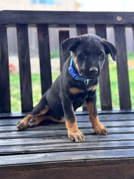 Rottweiler Dogs Available for Adoption in Lodi, California - Brian | PetCurious