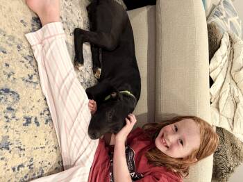 Snickers -  Black Labrador Retriever Dog for Adoption in Providence Forge, Virginia - Snickers | PetCurious