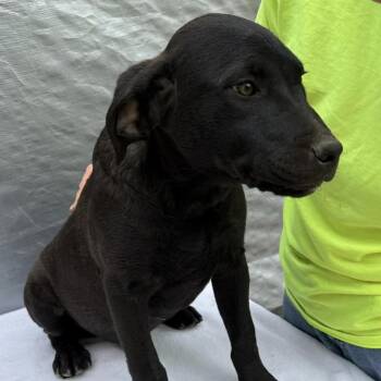 Mixed Breed Dogs Available for Adoption - Beaumont | PetCurious