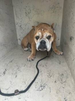 PRINCESS -  Mixed Breed Dog for Adoption in West Palm Beach, Florida - PRINCESS | PetCurious